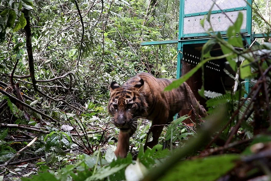 Harimau Sumatera di Leuser: Populasi Stabil, Namun Habitat Terus Terdesak