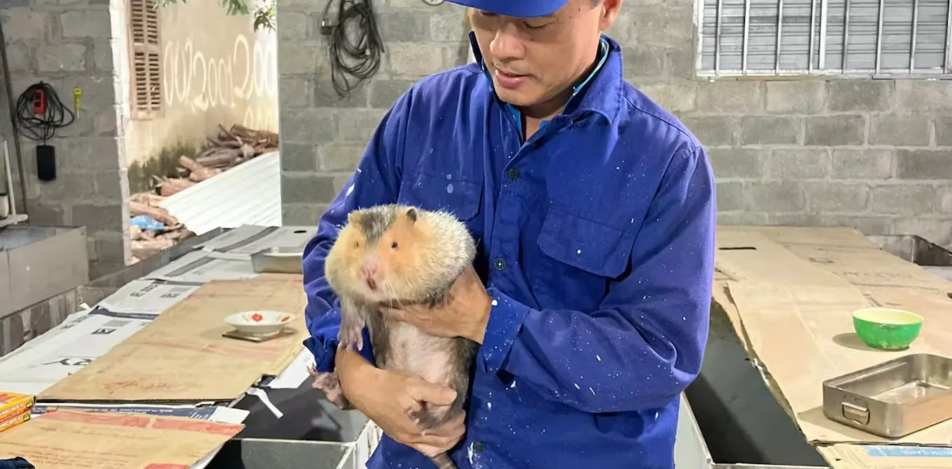 Hantavirus Mengintai Peternak Satwa Liar Vietnam: Peringatan bagi Indonesia