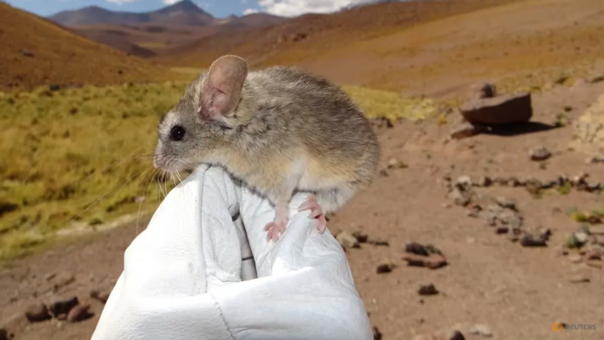 Tikus Andes Buktikan Mamalia Mampu Bertahan di Ketinggian Ekstrem: Adaptasi Metabolik Jadi Kunci