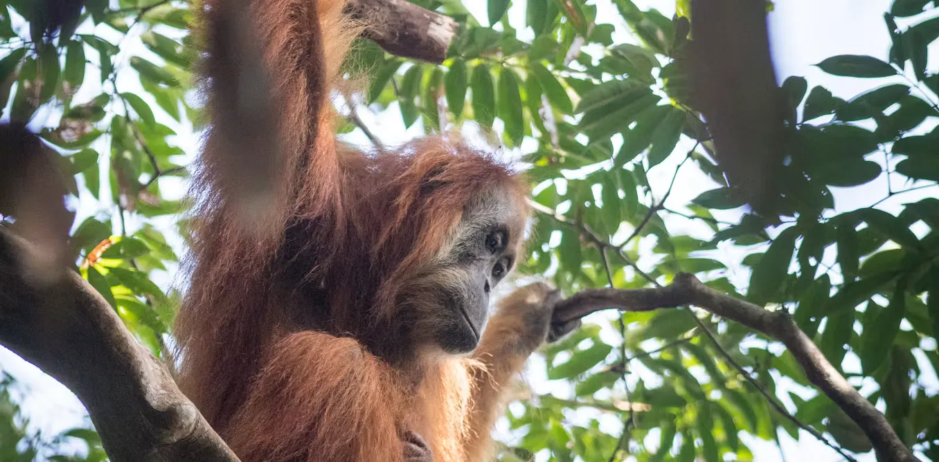 Orangutan Tapanuli di Ambang Kepunahan: Ancaman Tak Lagi Tunggal, dari Industri hingga Cuaca Ekstrem