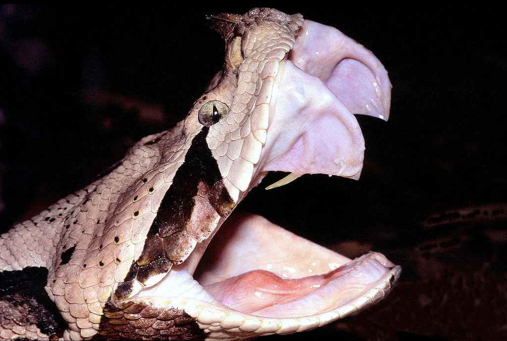 Gaboon Viper: Ular dengan Taring Terpanjang dan Produksi Bisa Terbanyak di Dunia