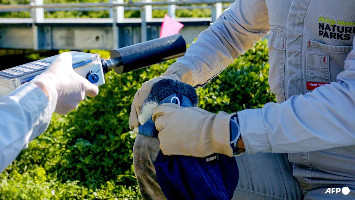 Australia Vaksinasi Ribuan Penguin Kecil untuk Cegah Flu Burung H5N1