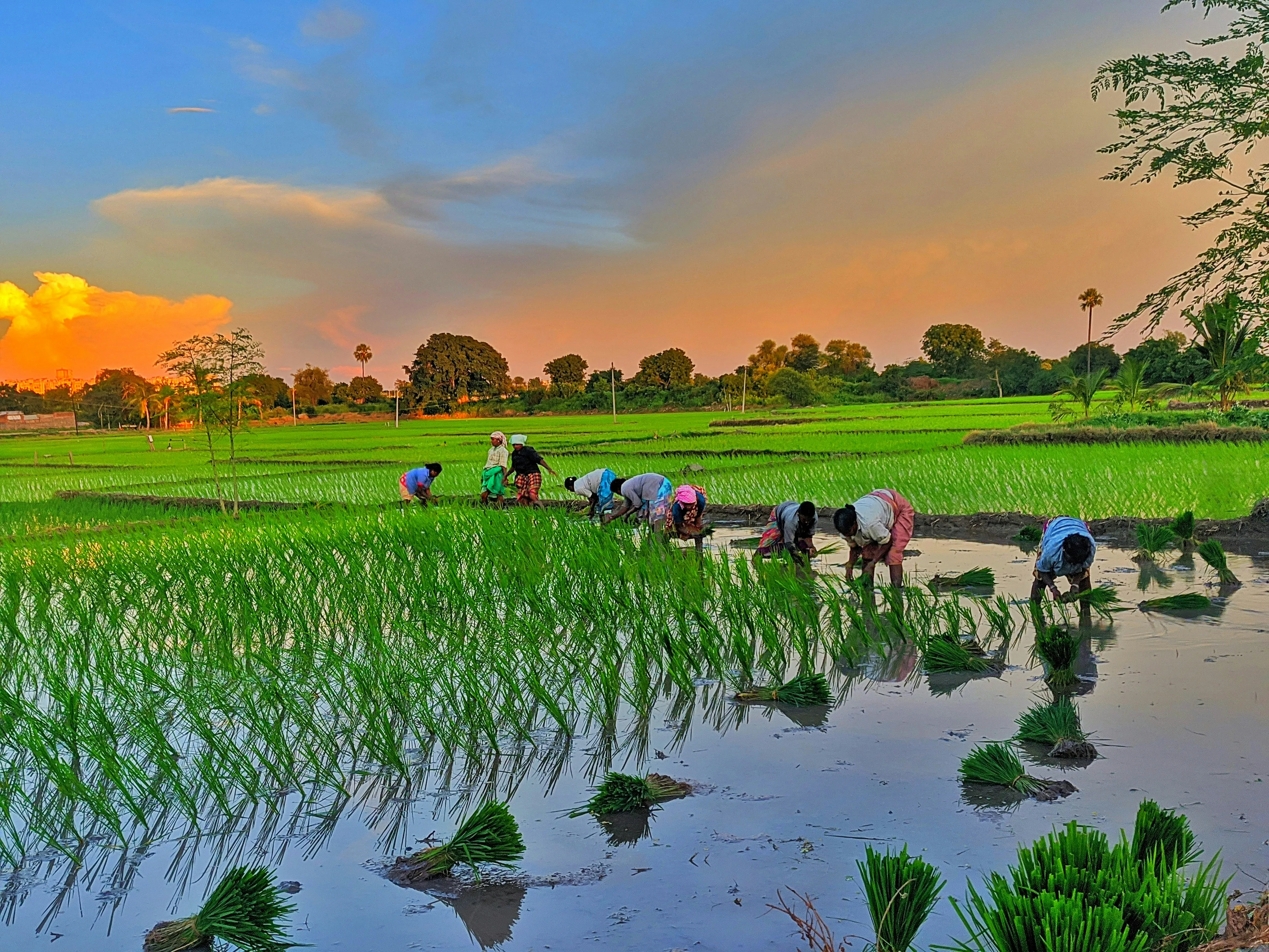 Strategi Mitigasi El Nino 2026: Percepatan Tanam dan Optimasi Irigasi Demi Amankan Lumbung Pangan Jawa Tengah
