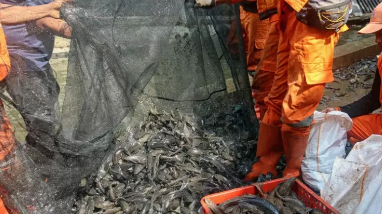 Lingkungan: Jakarta Targetkan 10 Ton Ikan Sapu-Sapu Invasif di Tengah Kekhawatiran Pangan