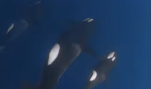 Teknologi Lingkungan: AI Deteksi Suara Orca Secara Real-Time untuk Lindungi Populasi dari Gangguan Kapal