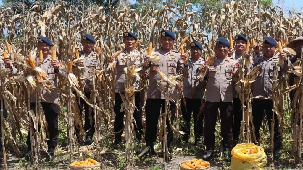 Brimob Gorontalo Panen 5 Ton Jagung, Bukti Polisi Tak Hanya Jaga Keamanan