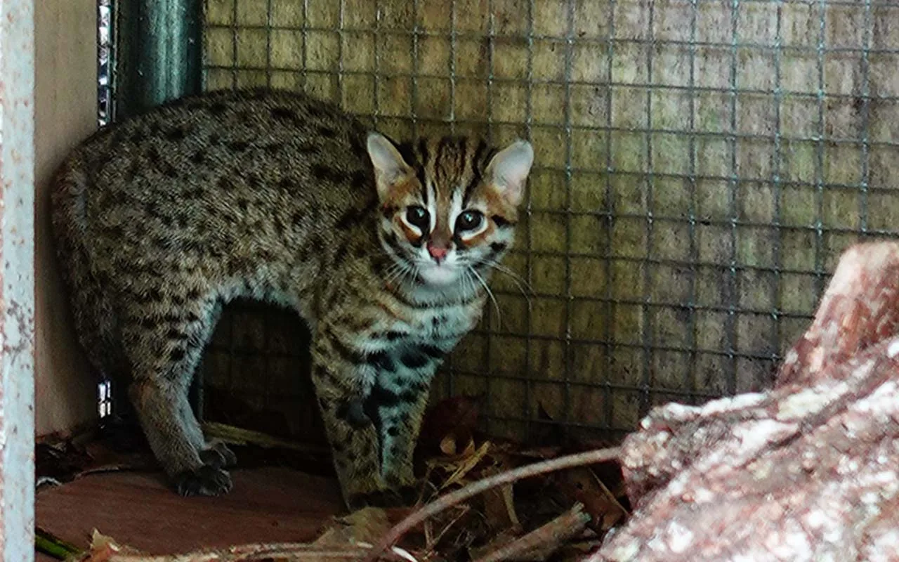 Kucing Kuwuk Terpinggirkan: Konservasi Spesies Kecil Indonesia Masih Jadi Anak Tiri